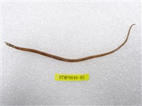 藏品(鋸吻海龍)的圖片